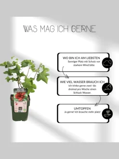 Sommerfrüchte BIO-Obstpflanzen-Mix-Set mit 4 verschiedenen Sorten