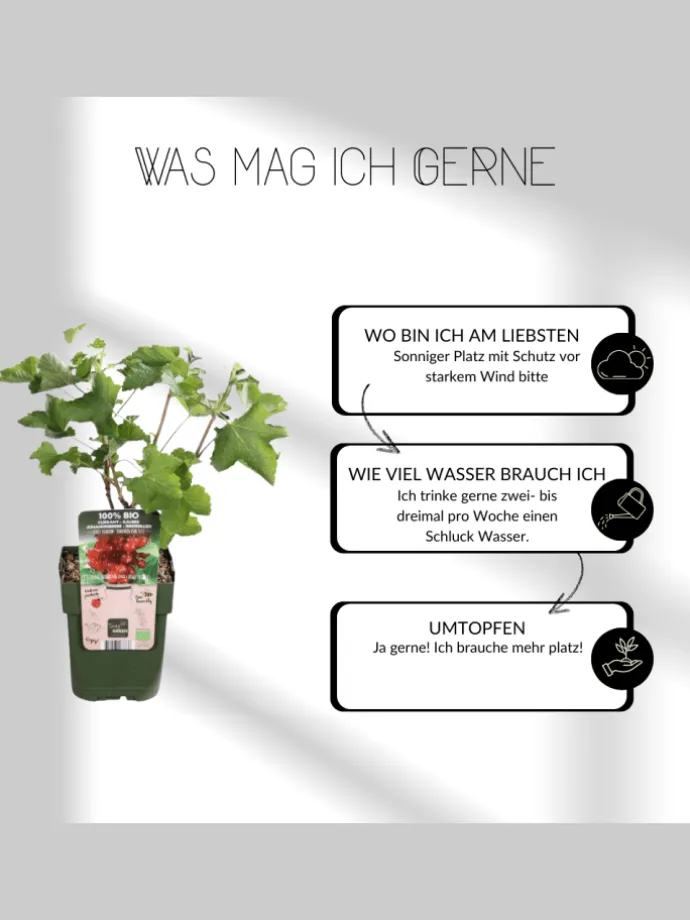 Sommerfrüchte BIO-Obstpflanzen-Mix-Set mit 4 verschiedenen Sorten