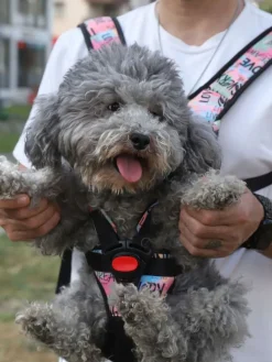 Tiertrage in Schwarz/ Bunt